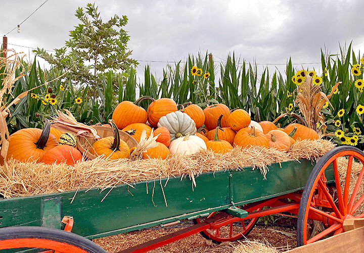 Pumpkin Patch opens safely for Halloween season.